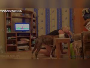 Dildo, Dog and Bestiality: An Explosive Combination