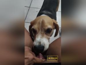 Entdecken Sie Obsession: Hundekusse und intensives Vergnugen