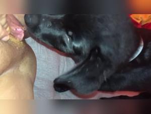 zoo beastlity videos