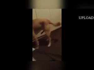 An Extreme Bestiality Experience