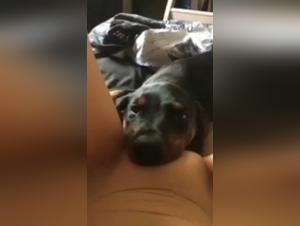 Discover the Pleasures of Zoophilia in this Sex Video with a Dog