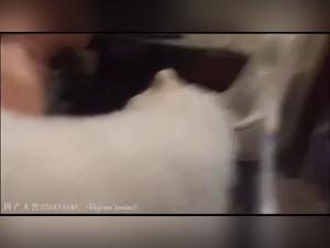 Explore our Bestiality Video Collection