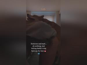 A doggy play session for two