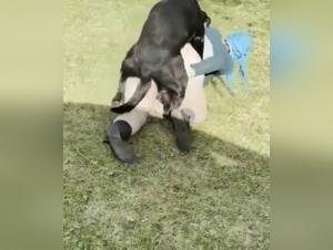 dog knot compilation