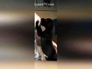 Bestiality sex video with dog