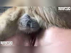 Zoophilia video with a young girl and her dog