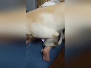 Fuck sucks his dog, extreme enjoyment
