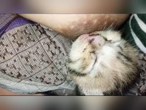 Exploring Zooxhamster & Petlust