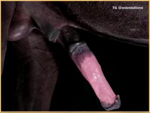 Big Cock, Horse Power, Zoophilia Live