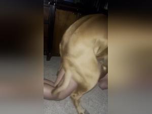 Dog Sex Videos for Thrill Seekers