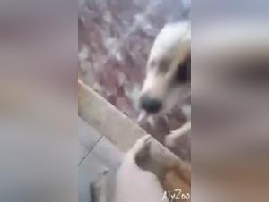 Dogfuck verboten: Tiergenuss und sexuelle Sklaverei