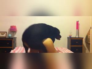 Extreme zoophilia video with a woman and a dog