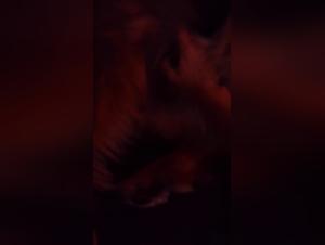 Watch this shocking and exciting bestiality video