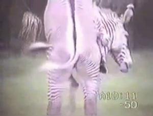 Explore the World of Zoophilia with a Zebra