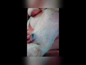 Vidéo de sexe bestialité amateur avec une amie philippine et son chien