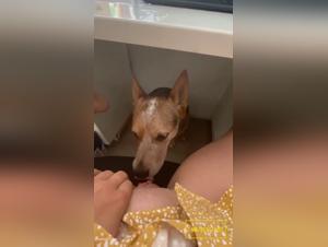 soumission animale, désirs enfouis