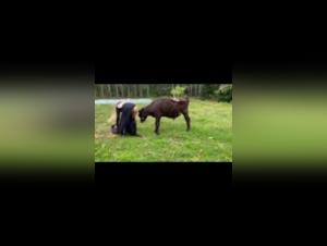 Hard Zoophilia Scene: An Extreme Experience