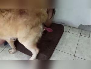 Esplora il bordello bestiale: ragazze e cani in azione.