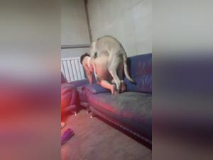 Discover the Ecstasy of Zoophilia with a Dog