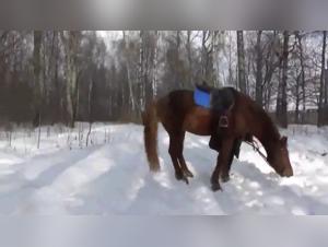 Russian Woman and Horse Sex Video