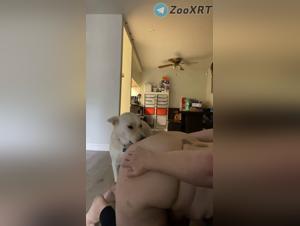 fiery dog   ,less animal enjoyments