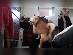 The Woman Gives In to Her Dog's Desire