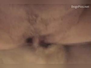 Sensual Animal Discoveries