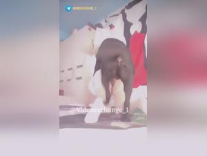 Vidéo homemade: L'incontrôlable désir canin et la soumission féminine