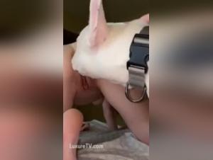 Discover the pleasures of zoophilia with this dog sex video