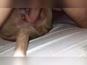 Sex with a dog: a shocking bestiality scene