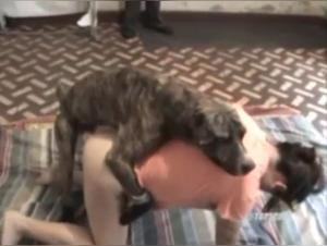 Vidéo de sexe bestialité avec une femme brune et un chien