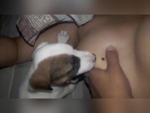 Extreme sex video with a female dog and a dog