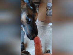 Check out this shocking bestiality video