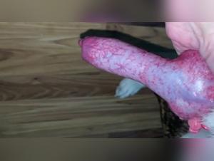 Discover the forbidden pleasures of bestiality with a dog