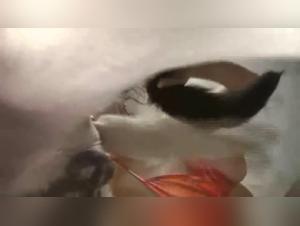 Bestiality Sex Video: An Extreme Experience