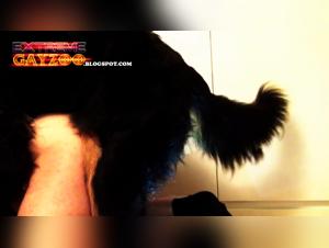 Scenes of bestiality and extreme pleasure in this gay knot compilation