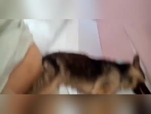 Extreme sexual experience and bestiality