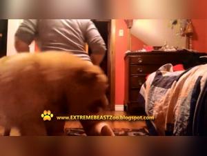 Unchained Mom: Animal Games and Desires Fulfilled