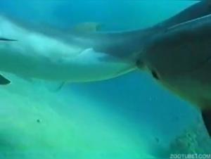 Seltene und explizite Bilder von Delfinen in intimen Situationen