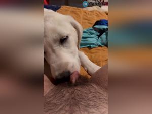 Unstillbares weibliches Verlangen trifft auf rohe Hundegewalt.