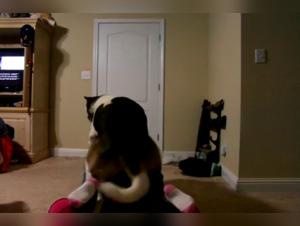 Bestiality Sex Video: Extreme Dog Sex