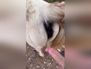 Bestiality Video: Discover Ecstasy