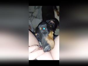 Dog Sex Video: Watch This Shocking Bestiality Scene