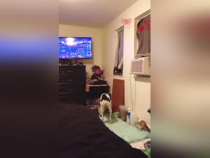 Von Kunst zum Vergnugen: Tier-Begegnungen