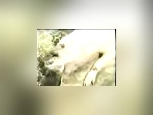 Enger Arsch, tierisches Vergnugen