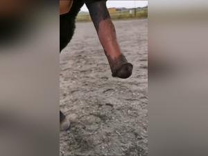 Une jeune fille libertin et salope se livre a une baise amoureuse avec un cheval, extreme et pleine de passion
