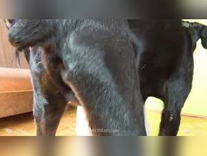 The Passionate Lover of Animal Tube Sex