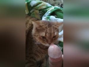 Zoophilia video with a cat