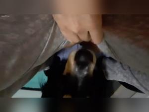 Dog sex videos: pleasures of zoophilia