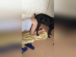 Hardcore zoophilia video